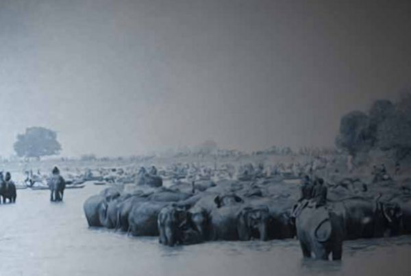 Herding elephants on rangsit canal - The Opium Smoking White Elephant